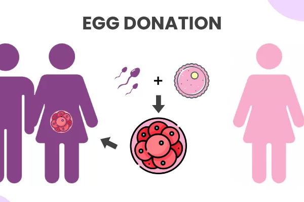Egg donations