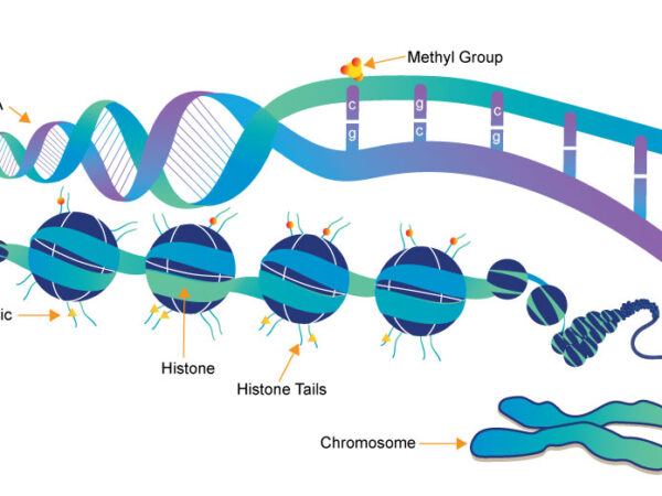 Epigenetics
